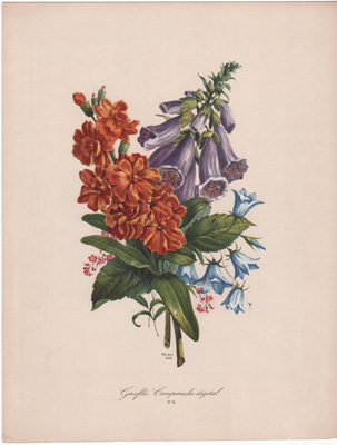 [Wallflower, Bellflower]